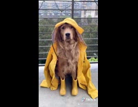 Collab Pets For All - Golden retriever dog wears raincoat and boots 