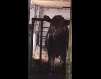 Calf head between bars play with tongue