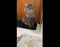 Grey cat orange eyes watches television rug