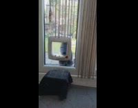 Black cat struggles to open cat door 