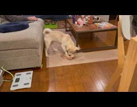 Dog plays with blanket hops towards ball