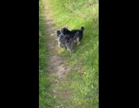 Two dogs play fetch share the stick