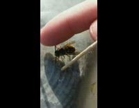 Guy touches yellow wasp with finger
