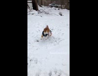 MUSIC Slowmo Corgi Catches Snowballs in Mouth