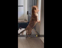 Dachshund dog look at window gets humped