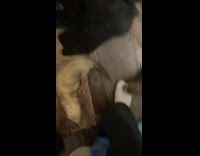 Pet Ferrets Bite Man at Comfort Room