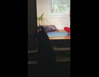 Black cat touches dog on television screen 