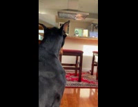 Dog joins woman singing with sad howl