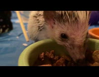 Grey white hedgehog eats food green bowl