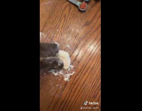 Black brown cat makes pizza from scratch