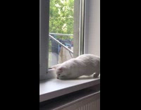 White cat windowsill tries to catch fly 