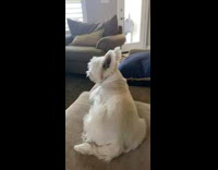 Guy pets slaps small white dog couch 