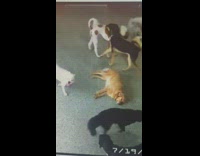 Security camera recording of dog laying while others play 