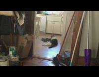 Black white cat grooms grey cat kitchen 