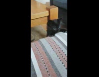 Black kitten play with hand fall from bed