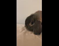 Rabbit licking and grooming white bed sheets 