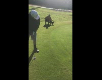 Black cat chases golf ball on course 