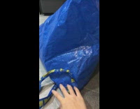 Striped cat wants to hide under Ikea bag 