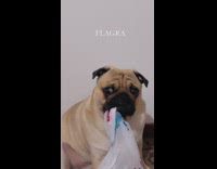Pug dog sitting down eating a plastic bag