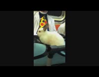 Collab Subway Creatures - Dog on train sits across a clown with a rabbit