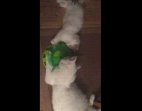 White cat kitten lay by green toy