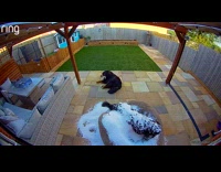 Dog jumps onto bean bag chair and bursts