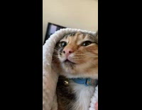 Mom looks at cats tiny teeth