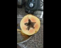 Cut papaya forms star shape 