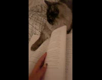 Cat puts paws on book girl 