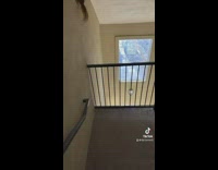 Squirrel jumps off wall and second floor of stairs 
