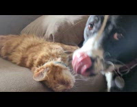Dog nibble neck of orange cat sleep