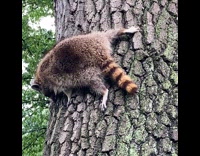 Raccoon climb and sideways on tree trunk