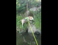 Dog eats plants falls on the creek 