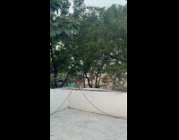 Guy chased by wild monkey on rooftop