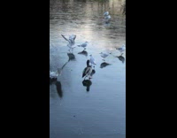Duck struggles to stand and walk on ice
