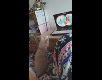 Brown cat watches toy story movie laptop 