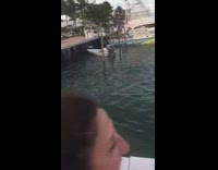 Guy rescues shark from trap near dock 