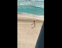 Guy takes picture of woman in bikini and sarong on beach 