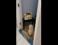 Woman follow puppy dog climb back the cage