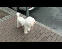 Long haired dog tied on the street