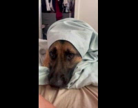 Dog with blanket wrapped on its head
