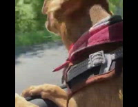 Brown puppy red bandana bites air car 