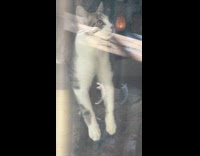 Cat tries tor each something in air