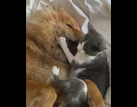 Collab Pets For All - Dog and cat lay in bed together 