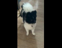 Man thought dog was raptured 