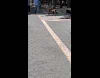 Man bend over sit on fake dog