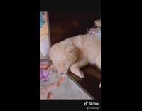 Guy holds treat sleeping puppy wakes up