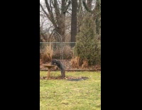 Grey dog stand and drink on birdbath