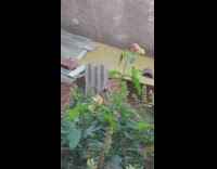 Spider wrap a cockroach with its web