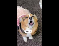 Corgi sees dads secret front tail 